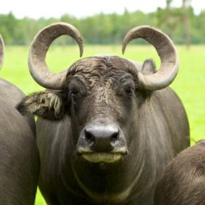 Buffalo