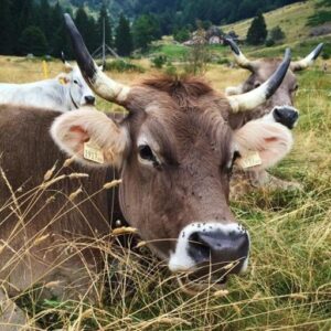 Cow